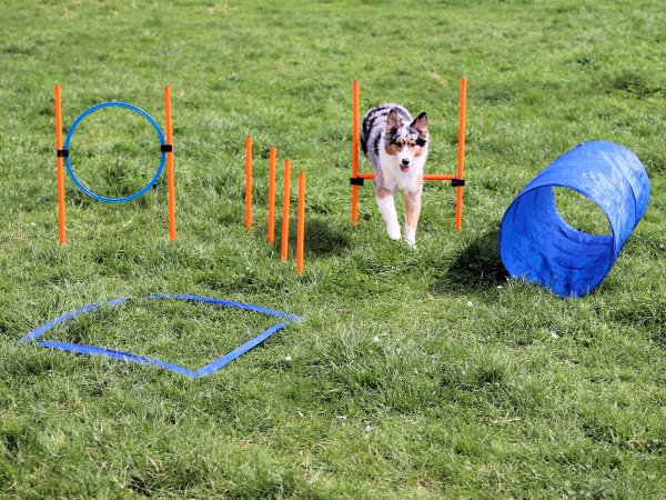 Agility Dog Trainings Set X für Hunde